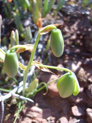 Albuca spiralis