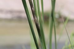 Tetragnathidae