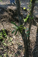 Cyrtorchis arcuata arcuata