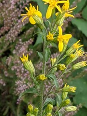 Solidago virgaurea