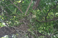 Cyrtorchis arcuata arcuata