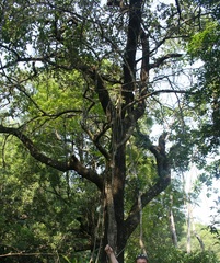 Cyrtorchis arcuata arcuata