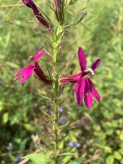 Lobelia × speciosa