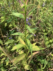 Lobelia × speciosa