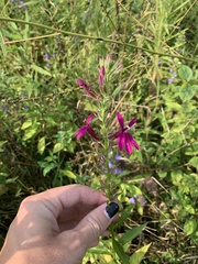 Lobelia × speciosa