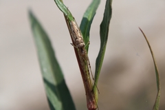 Tetragnathidae
