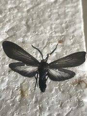 Cisseps fulvicollis