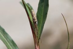 Tetragnathidae