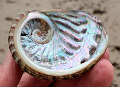 Haliotis scalaris emmae