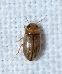 Neobidessus pullus floridanus