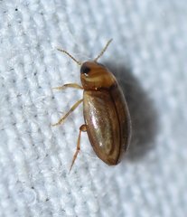 Neobidessus pullus floridanus