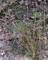 Schizaea australis