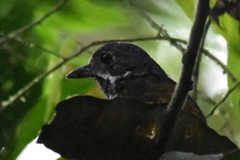 Grallaria guatimalensis