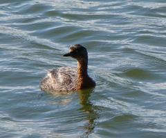 Poliocephalus rufopectus