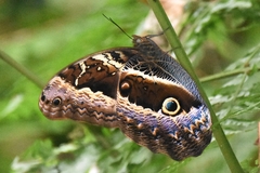 Caligo oberthurii