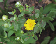 Grindelia subalpina