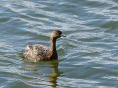 Poliocephalus rufopectus