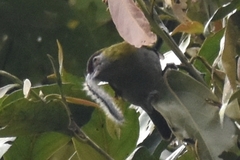 Cyclarhis nigrirostris