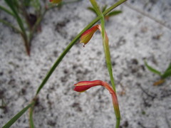 Hesperantha radiata