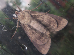 Ercheia umbrosa