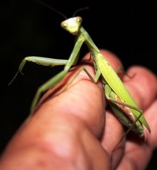 Paramantis sacra