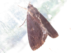 Ercheia umbrosa