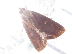 Ercheia umbrosa