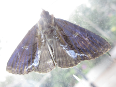 Ercheia umbrosa