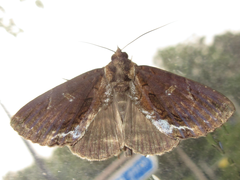 Ercheia umbrosa