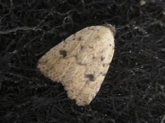 Anachrostis nigripunctalis
