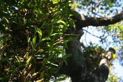 Bulbophyllum sandersonii sandersonii