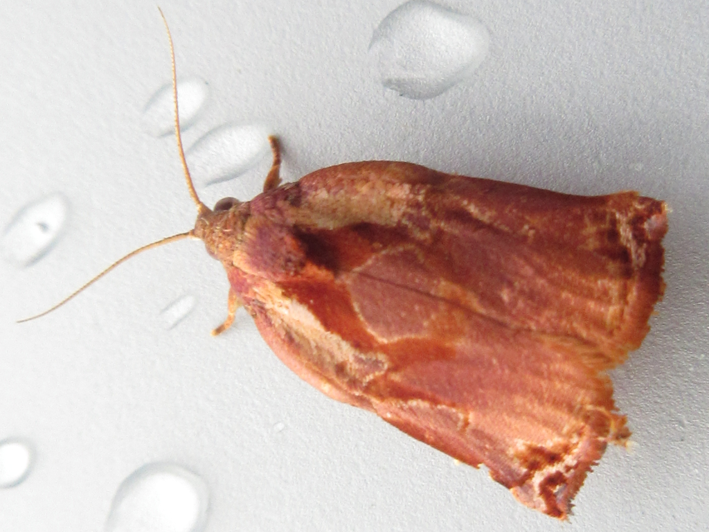 Archips viola