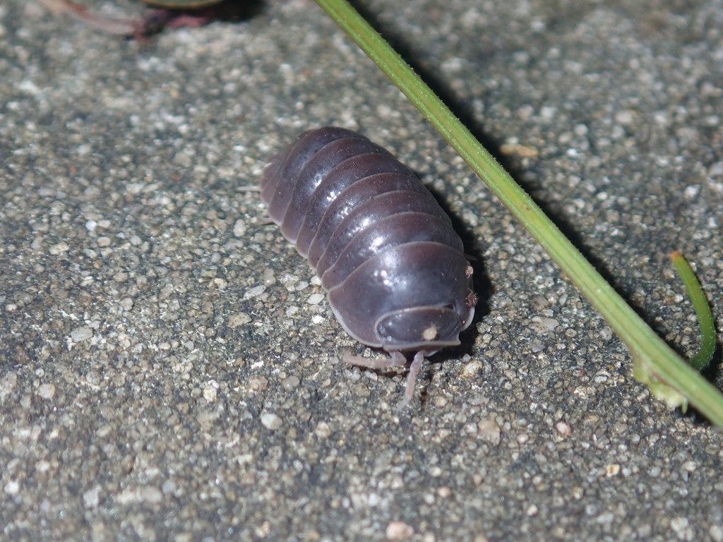 Venezillo venustus