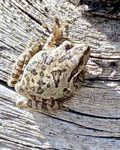 iNaturalist observation photo of Pacific chorus frog