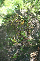 Bulbophyllum sandersonii sandersonii