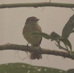 Myiophobus flavicans