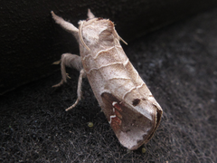 Clostera anastomosis