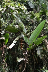 Heliconia griggsiana