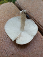 Pluteus granularis