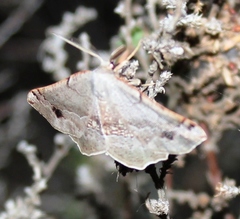 Drepanogynis mixtaria