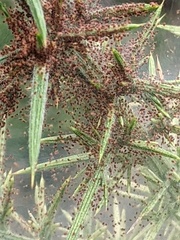 Tetranychus lintearius