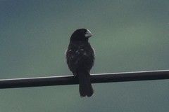 Sporophila crassirostris