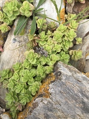 Phedimus stellatus