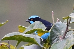 Dacnis hartlaubi
