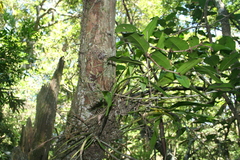 Polystachya transvaalensis