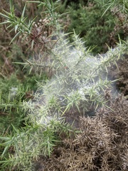 Tetranychus lintearius