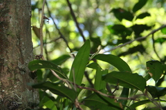 Polystachya transvaalensis