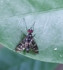 Athericidae