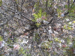 Serruria balanocephala