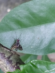 Athericidae